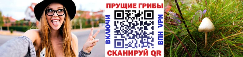 гидра онион  Данилов  Галлюциногенные грибы Psilocybine cubensis 